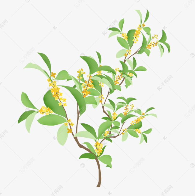 手绘桂花树插画图案