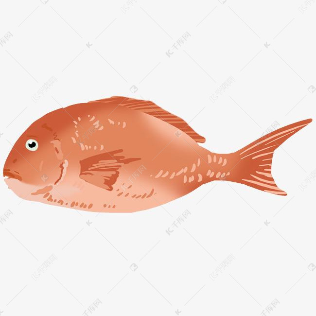 手绘海鲜金枪鱼插画