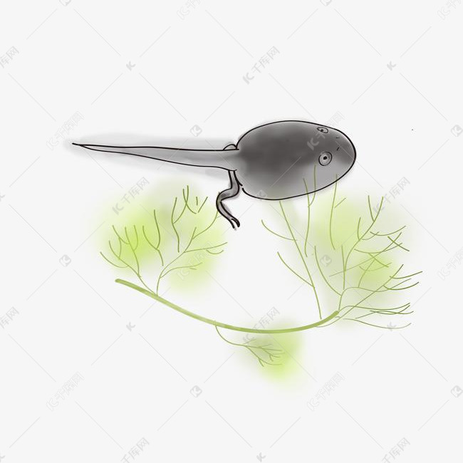 水墨手绘成长的蝌蚪
