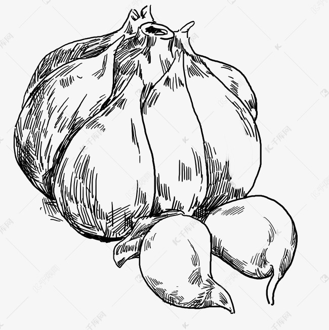 线描大蒜手绘插画