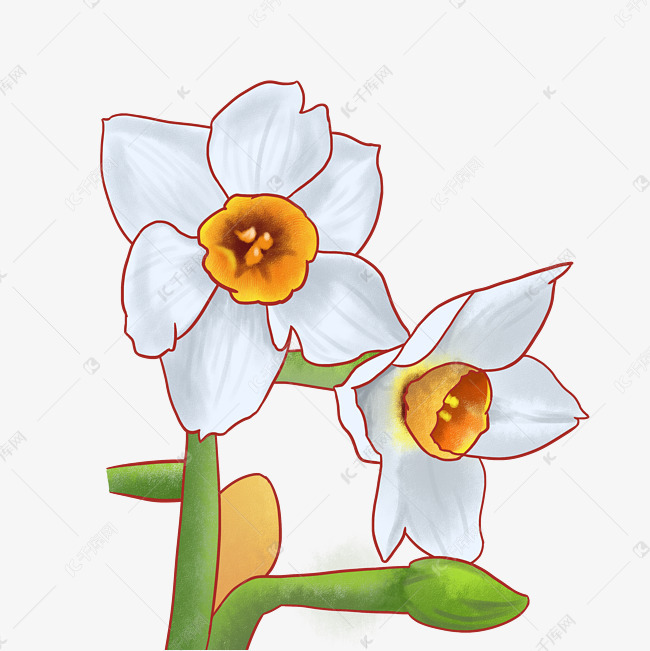 唯美水仙花