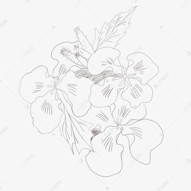 线描二月兰手绘插画