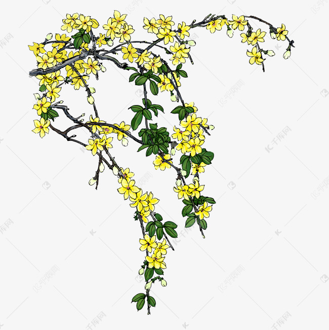 春日手绘风格迎春花树枝
