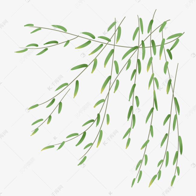 清明节漂浮的柳树柳芽枝芽