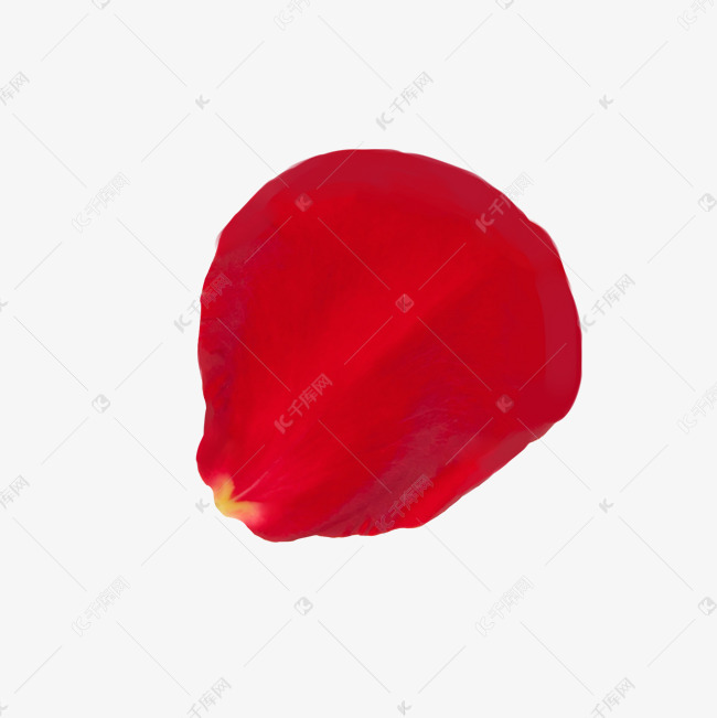 手绘单片玫瑰花瓣免抠图