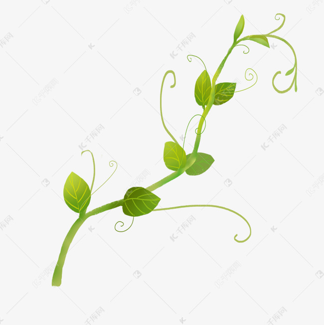 绿色植物藤蔓插画
