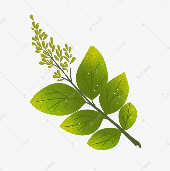 国槐的绿色树叶插画