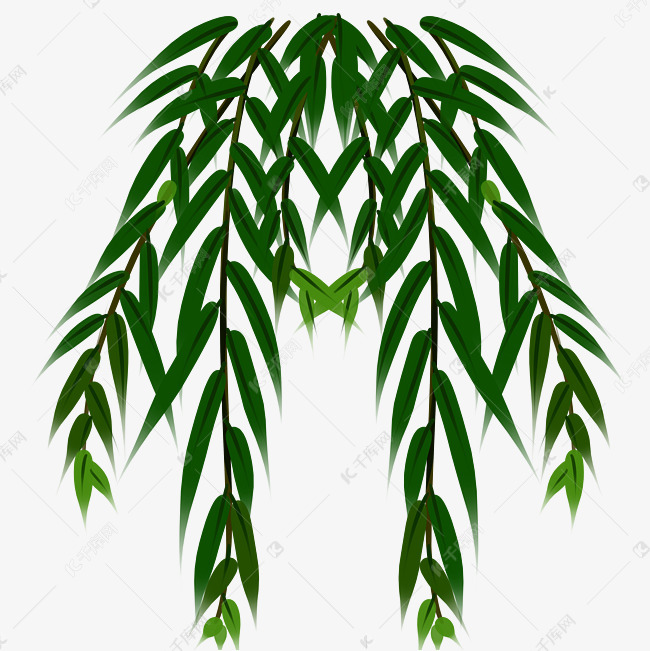 春天柳树枝发新芽