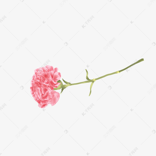 三八妇女节粉色单支康乃馨手绘素