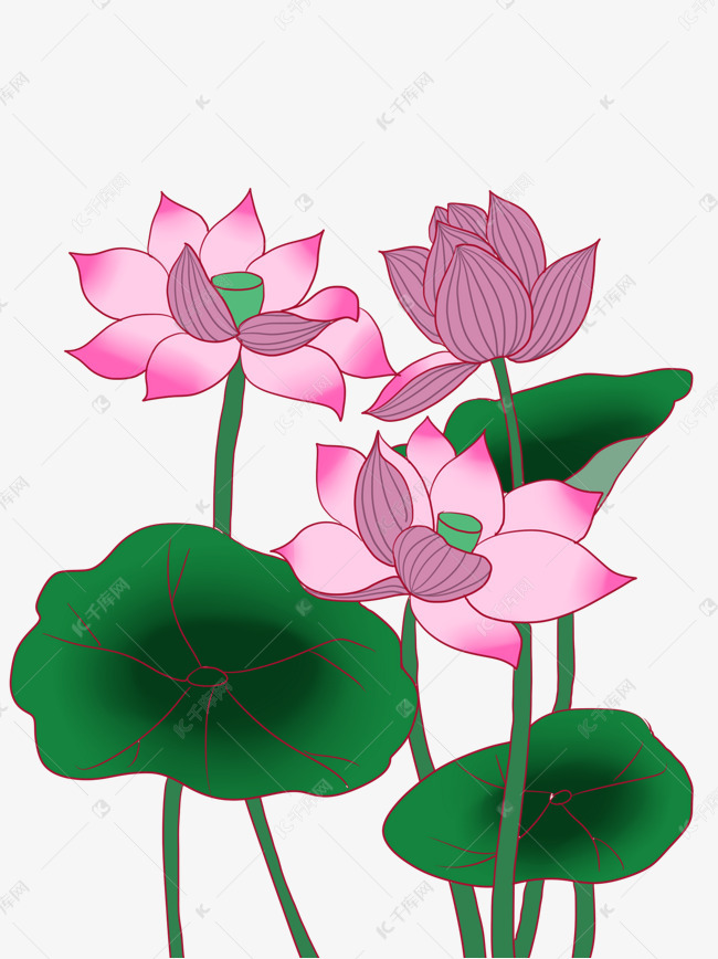 手绘荷花荷叶素材