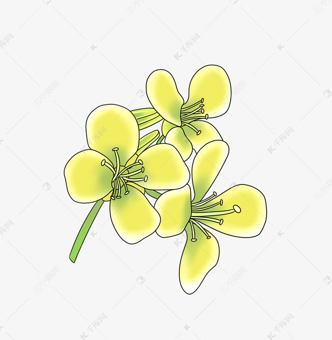 盛开的卡通油菜花