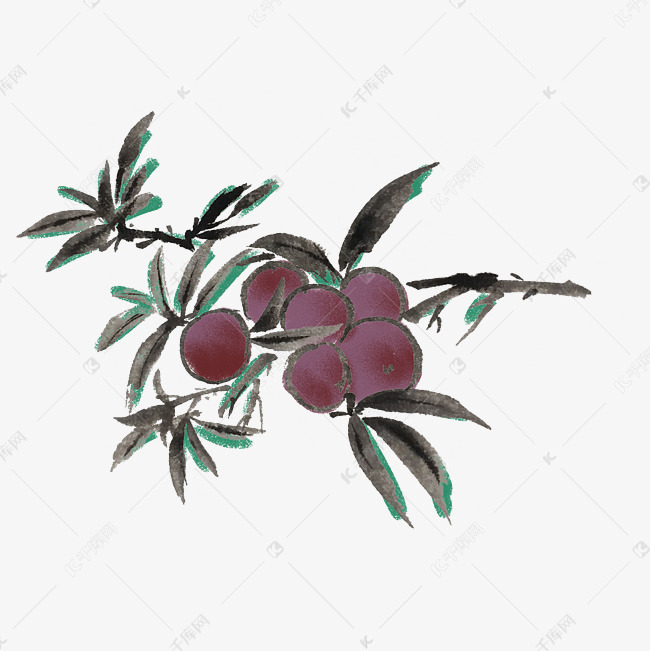 夏季李子水墨风手绘插画