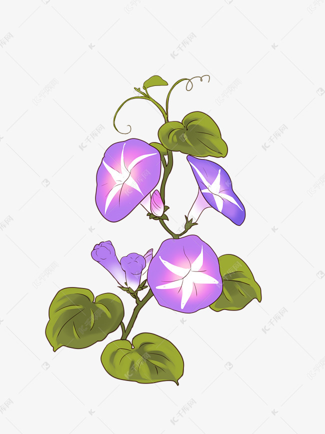 牵牛花喇叭花