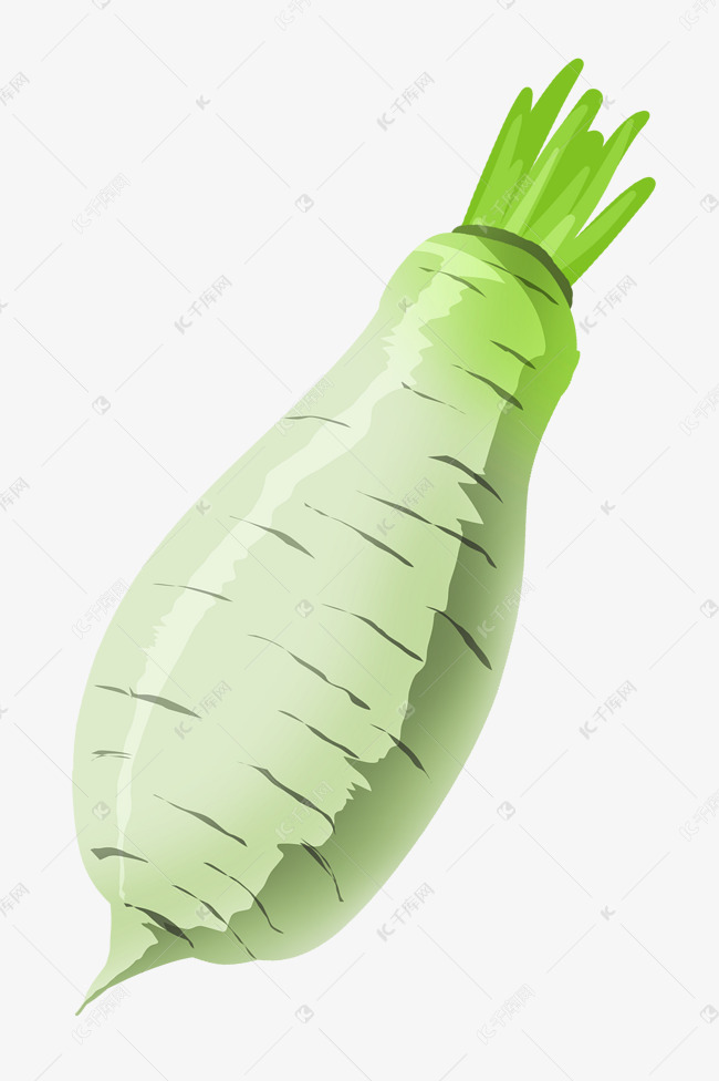 一根长形白萝卜插画