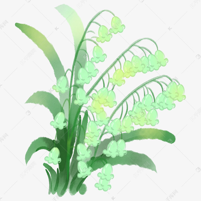唯美的绿色风铃草插画