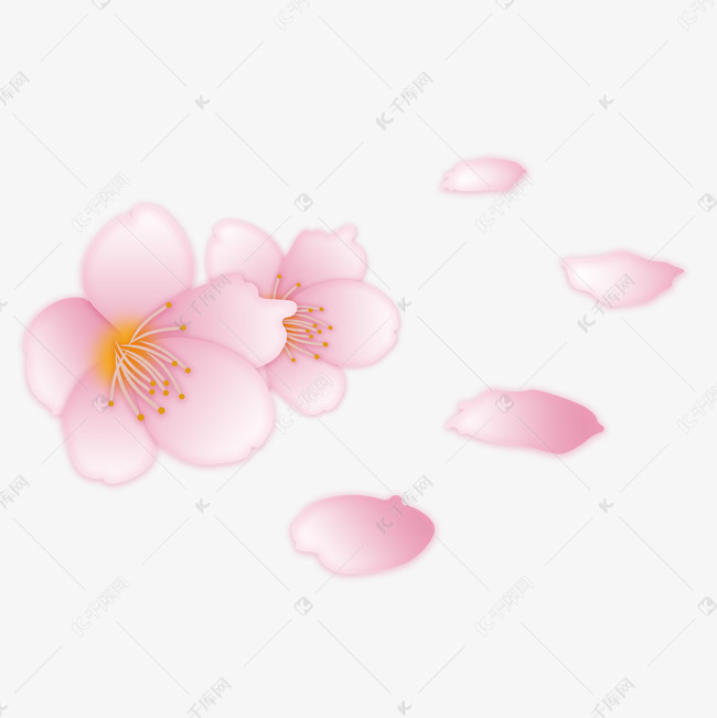 樱花春天樱花花瓣