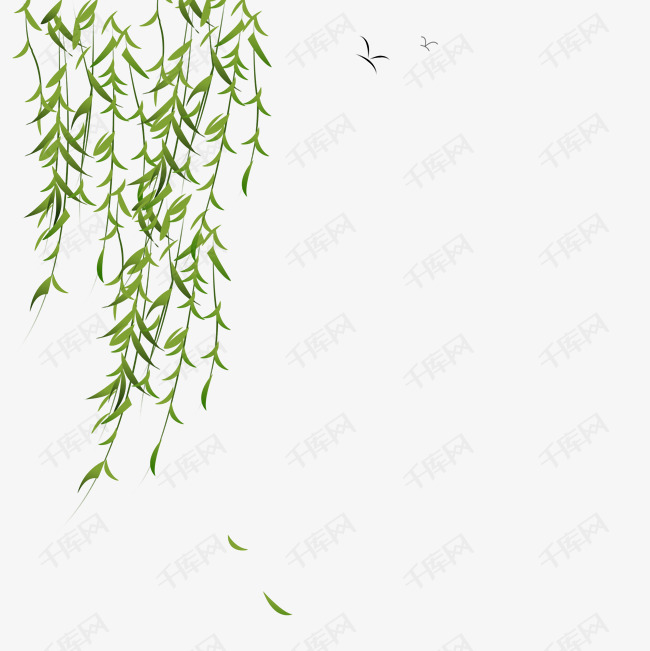 清明节风吹柳树漂浮柳叶
