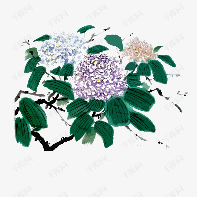 紫阳花绣球花团国画水墨png植物