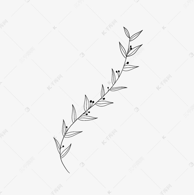 手绘黑白橄榄枝叶