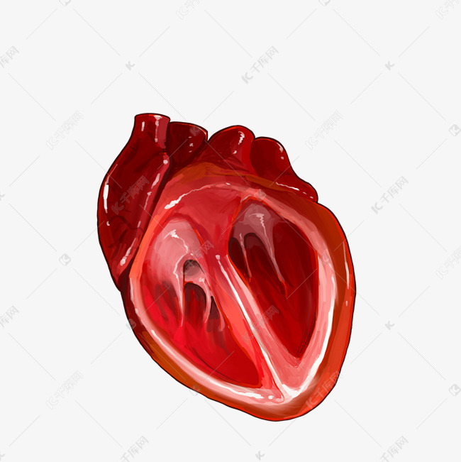 移植器官心脏