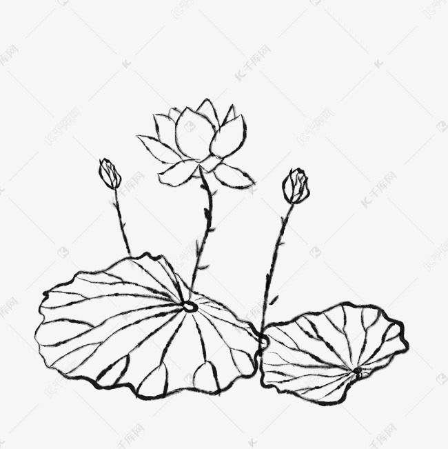 荷花中国风古风花苞