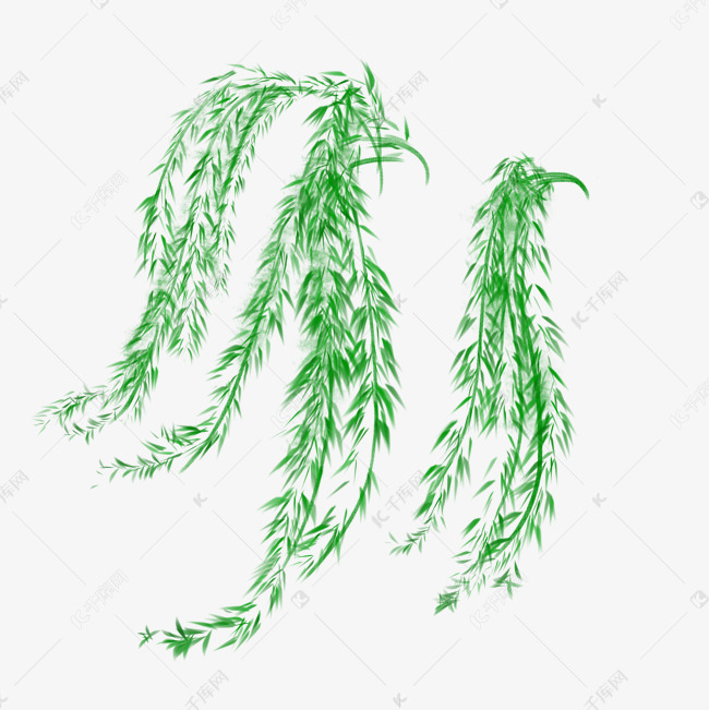 春天绿色的柳树枝叶生长