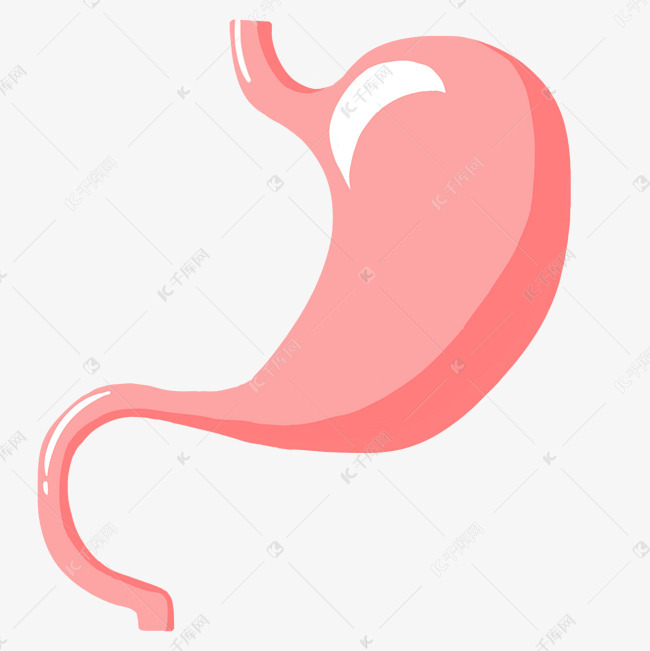 人体器官胃插画
