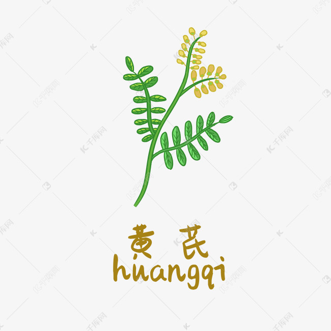 手绘彩色中药黄芪装饰画