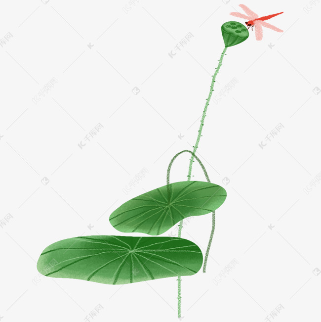 夏日荷叶荷包红蜻蜓