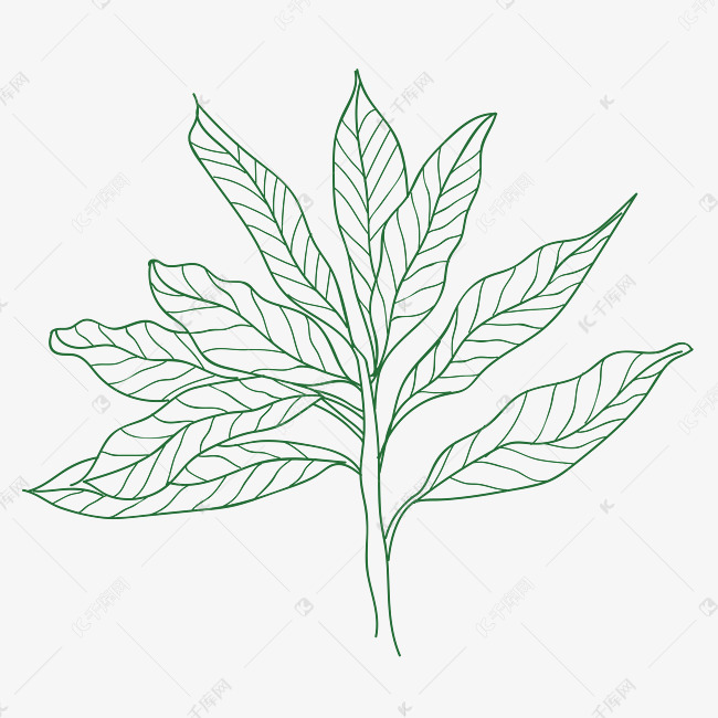 芒果叶子