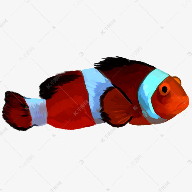 一条可爱的小丑鱼