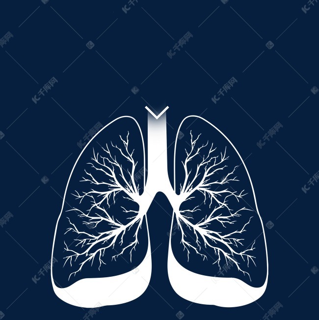 人体的肺