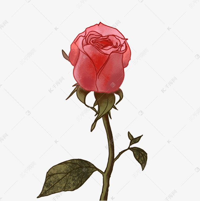 粉色玫瑰花苞