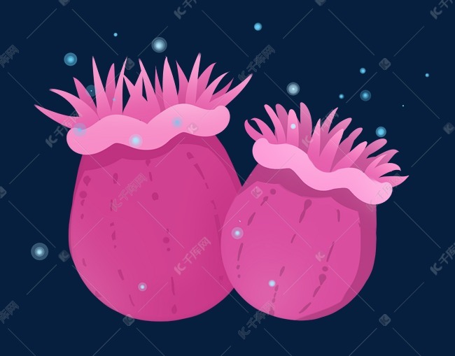 水生物粉色海葵