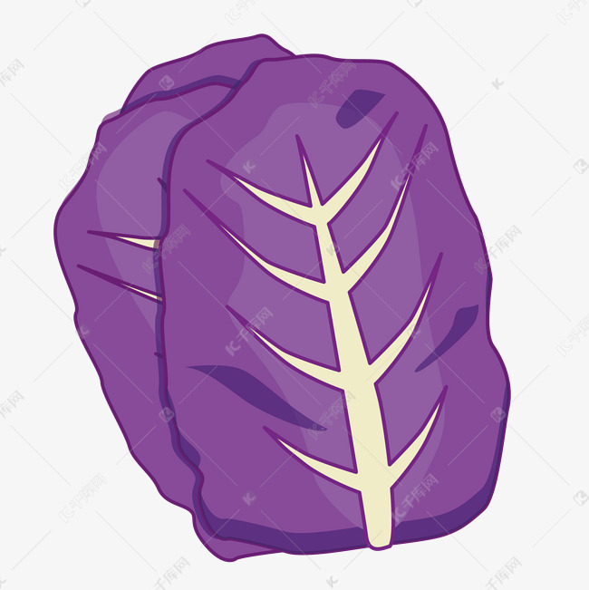 紫色大包菜菜叶