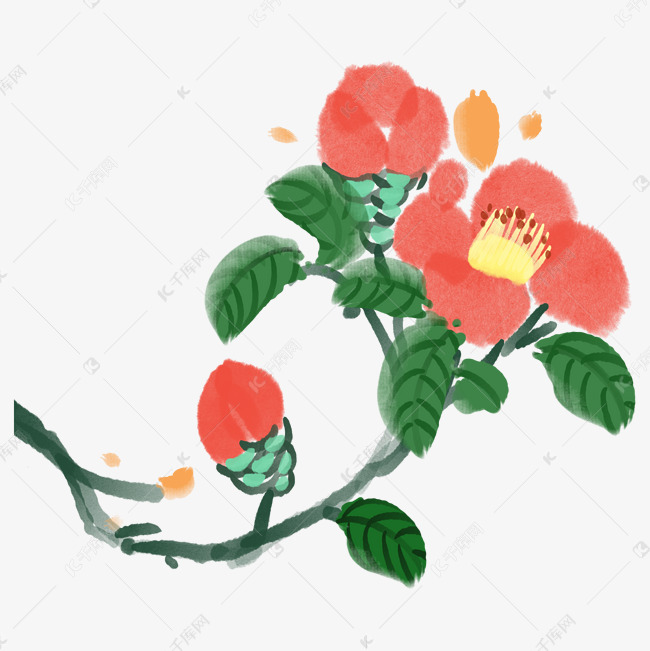 手绘小清新山茶花山茶籽