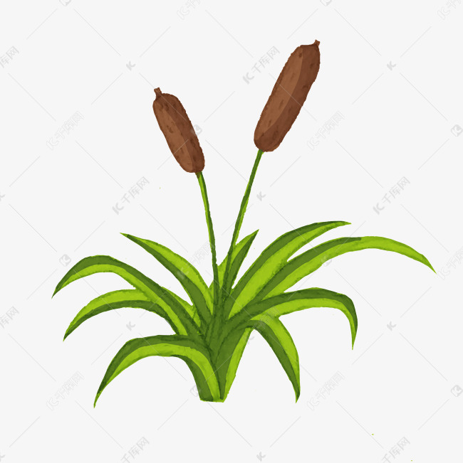 卡通夏天植物狗尾巴草