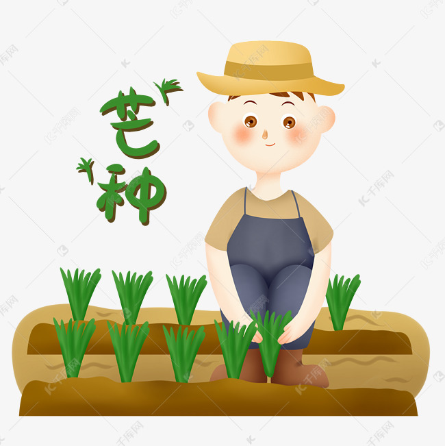 芒种种稻