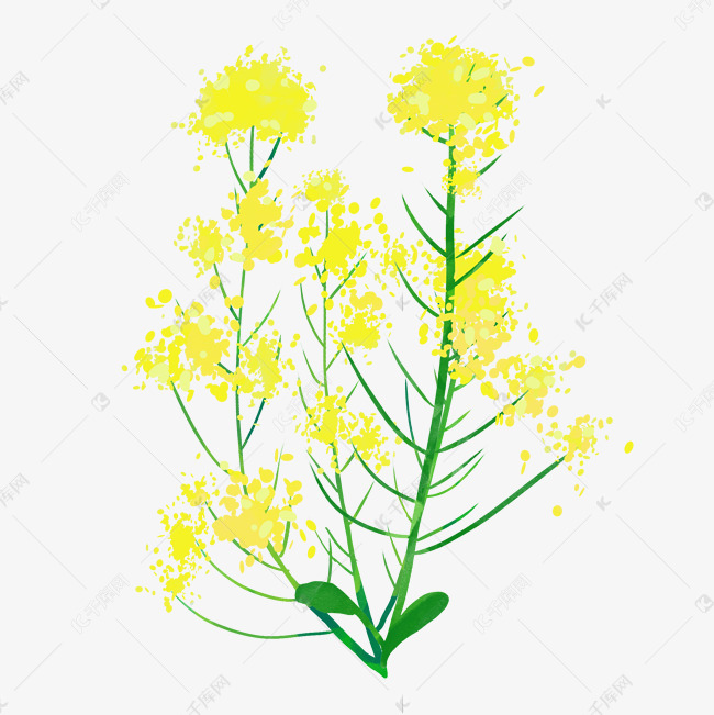 油菜花植物