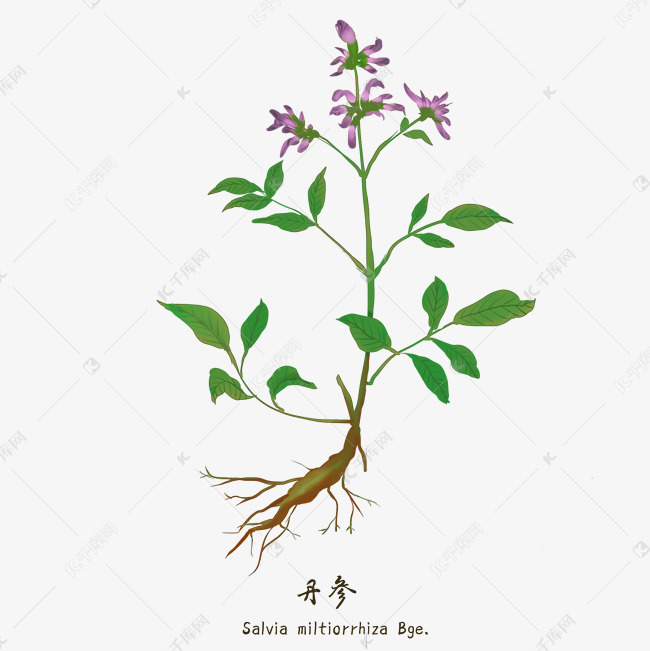 中药中医药材丹参