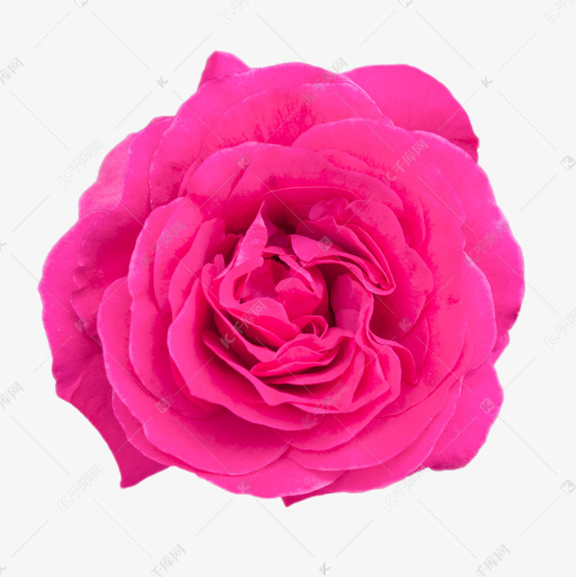 玫红色盛开月季花