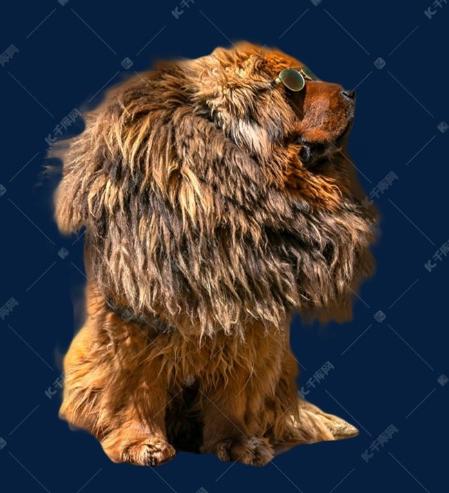 戴着墨镜的藏獒