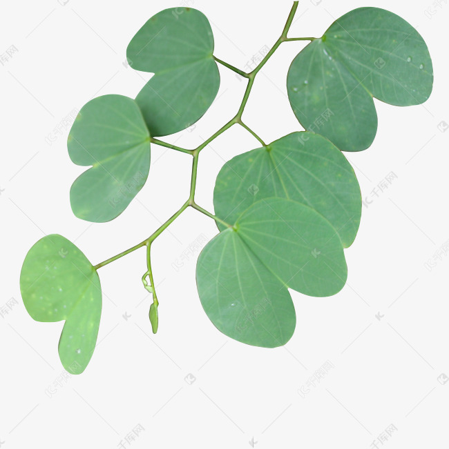 紫荆花枝条