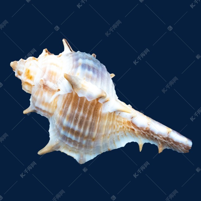 海洋生物贝壳
