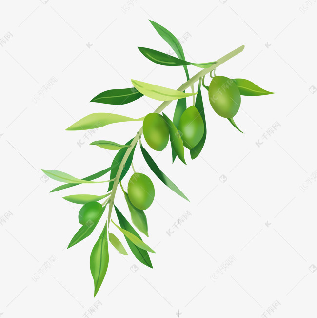 绿色的橄榄枝