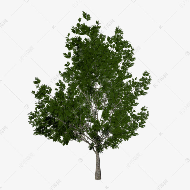 树什么茂盛成语_树叶茂盛的有什么树(3)