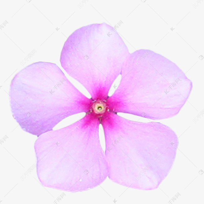 粉色唯美五叶梅