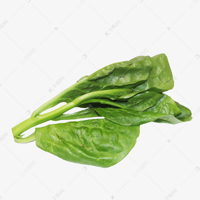 潺菜越南菠菜木苋菜