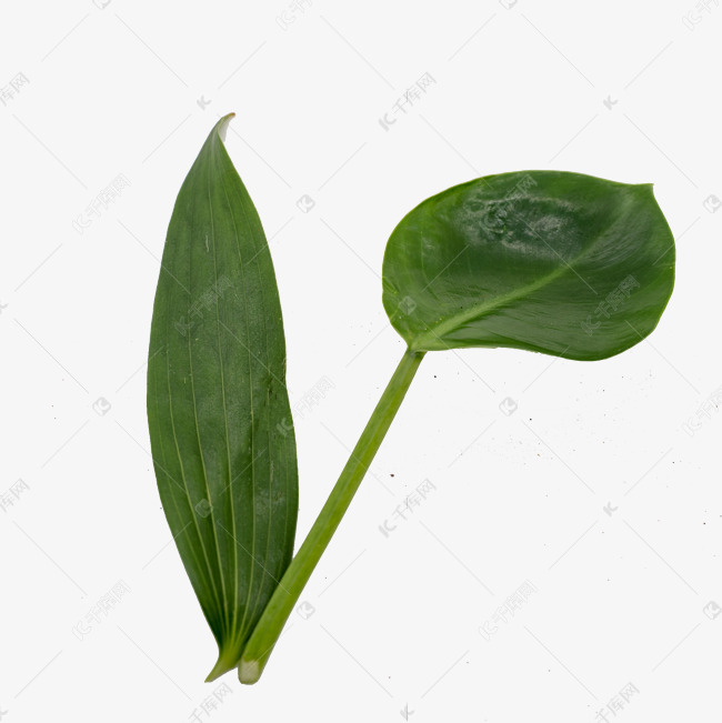 两片绿色的叶子