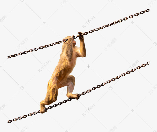 爬锁链黄色猴子